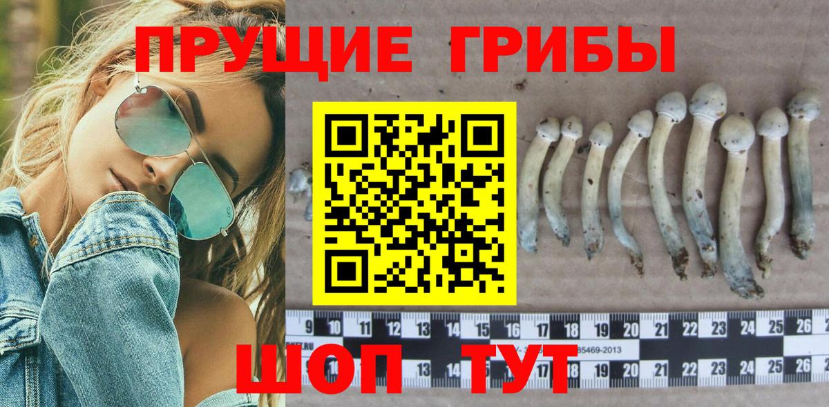 Псилоцибиновые грибы Cubensis Кострома